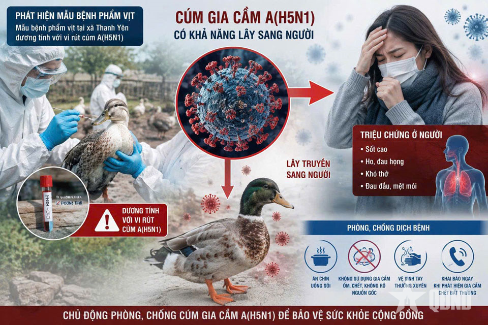 Điện Biên: Khẩn trương triển khai các biện pháp phòng, chống cúm gia cầm A (H5N1)